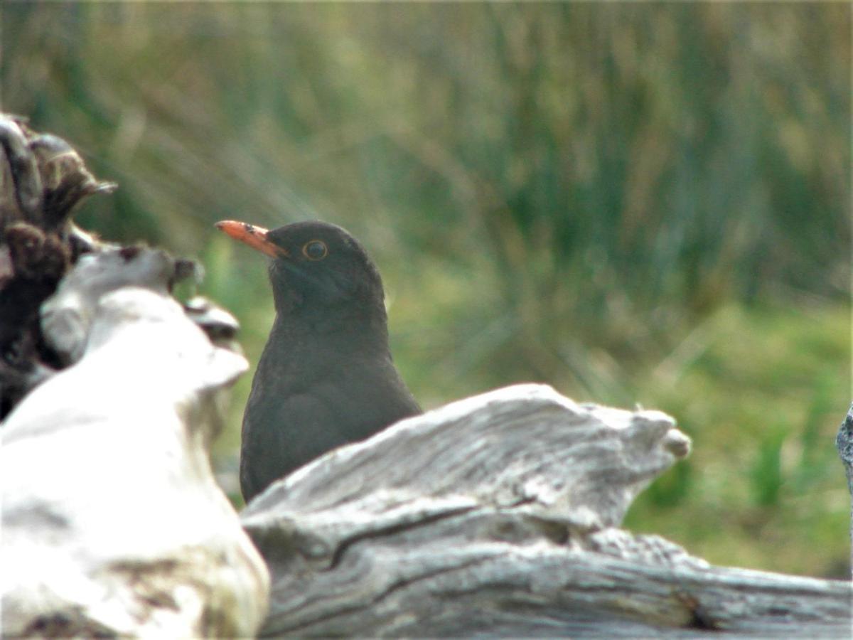 Clifden Wildflower Cottage - Clifden Countryside Lettings Экстерьер фото