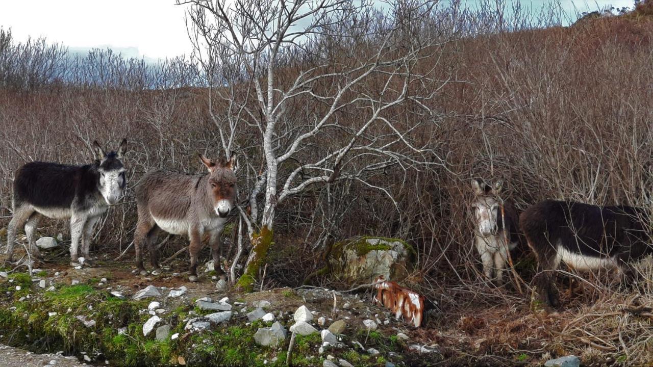 Clifden Wildflower Cottage - Clifden Countryside Lettings Экстерьер фото